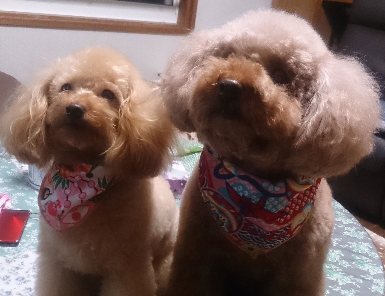 愛犬美容室セシル トリミング1