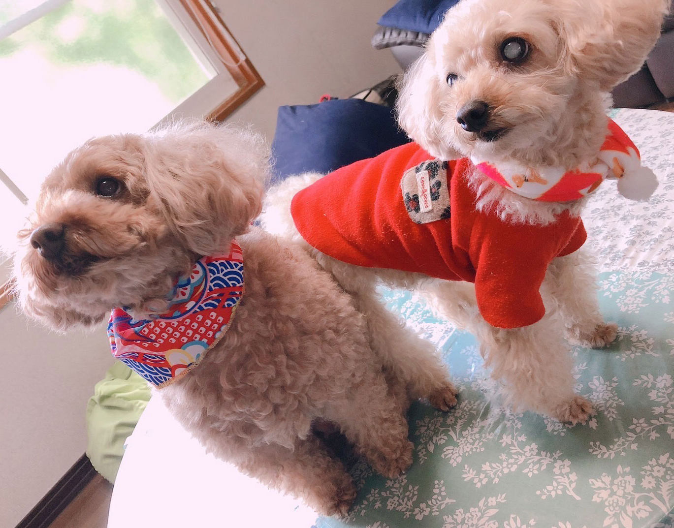 愛犬美容室セシル トリミング2